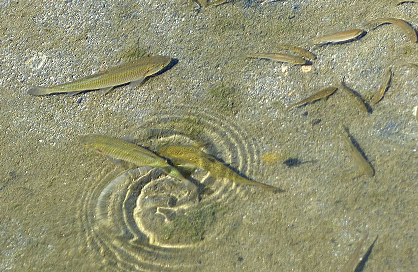 pesci nel torrente Polcevera